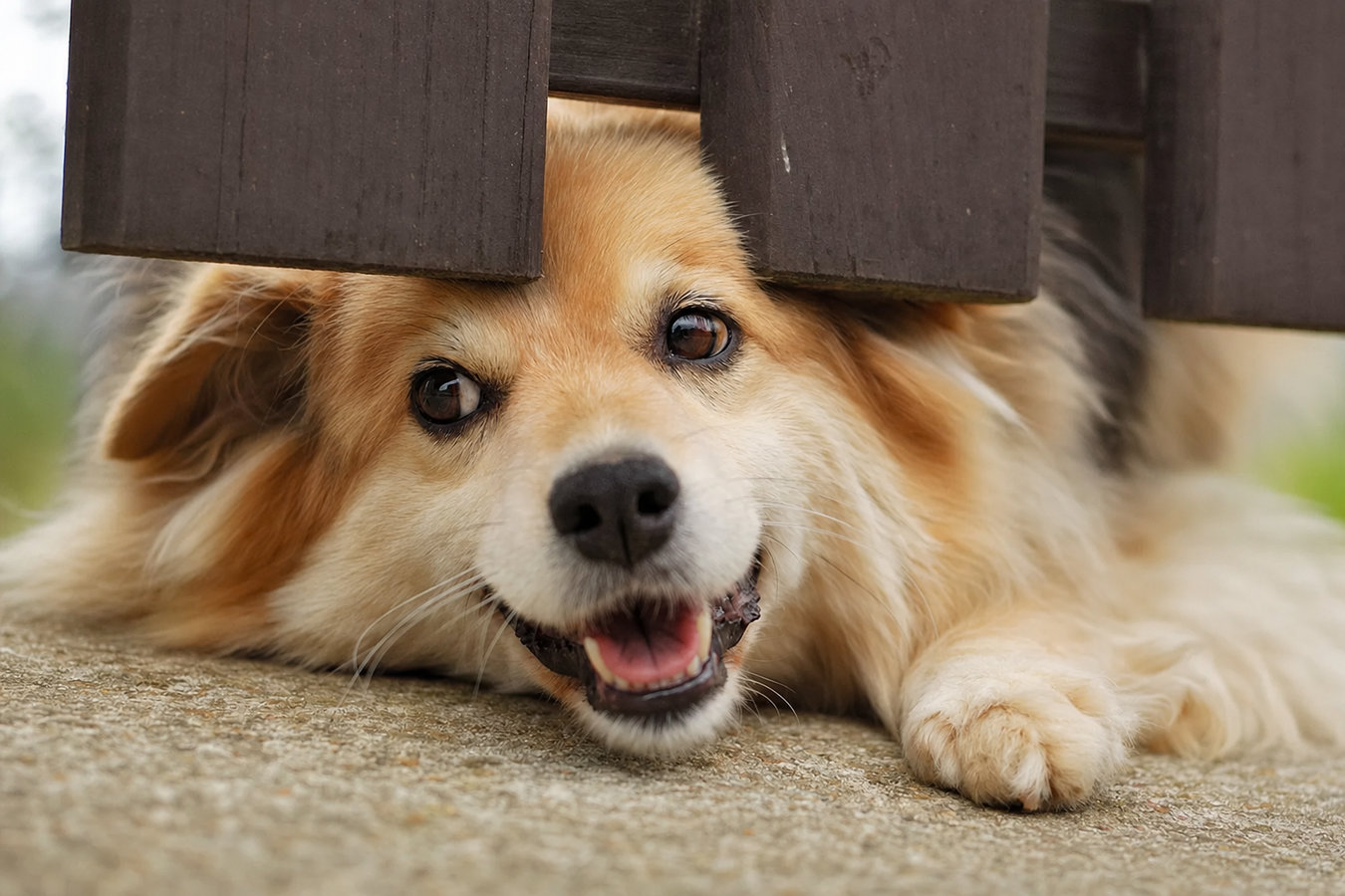 Pet and dog fencing